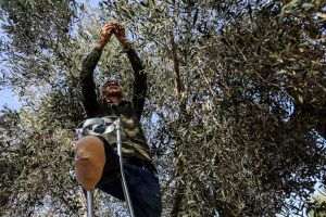 Filistin’in Sembollerinden Zeytin Hasadı Tehdit Altında